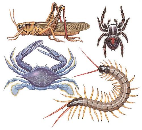 Los grupos de artrópodos