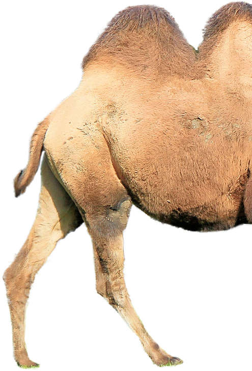 Camello andando, con la imagen cortada intencionadamente (la cabeza queda fuera de la imagen, a la derecha)