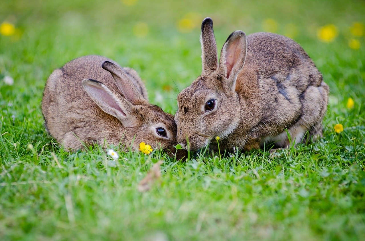 Dos conejos europeos juntos