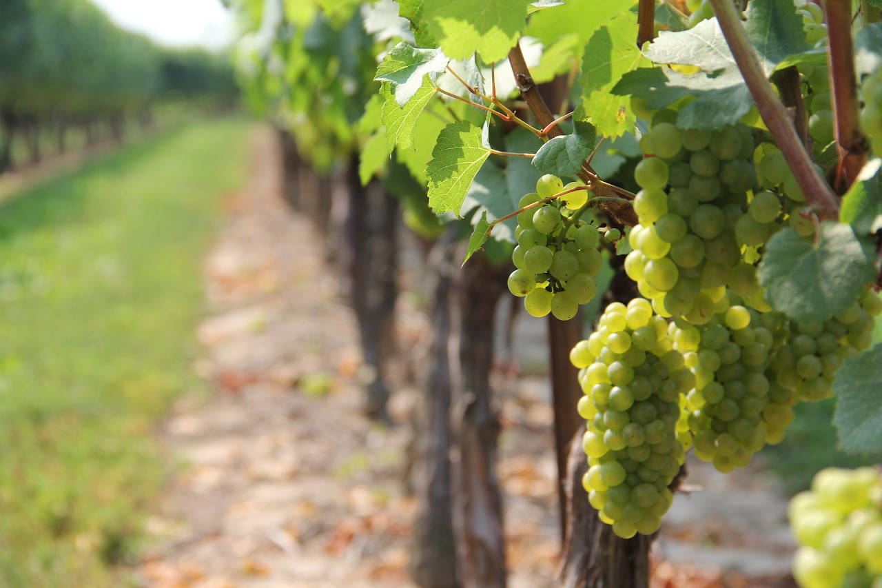 Uvas en una vid al lado de un camino del viñedo