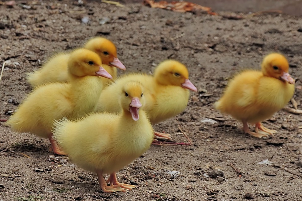 Cinco crías de pato fuera del agua