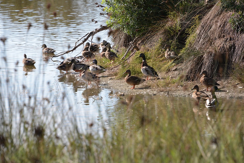 Patos en el Parque Natural de la Albufera