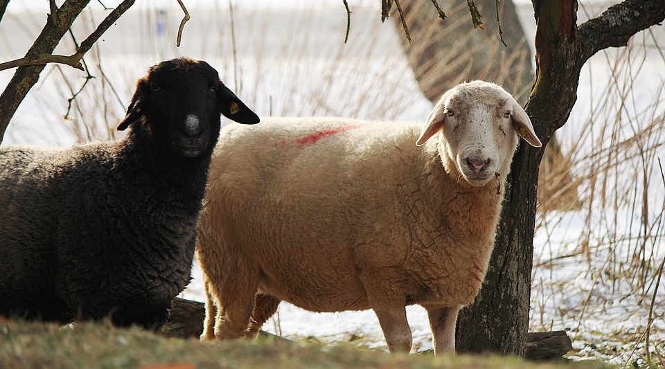 Dos ovejas en un prado